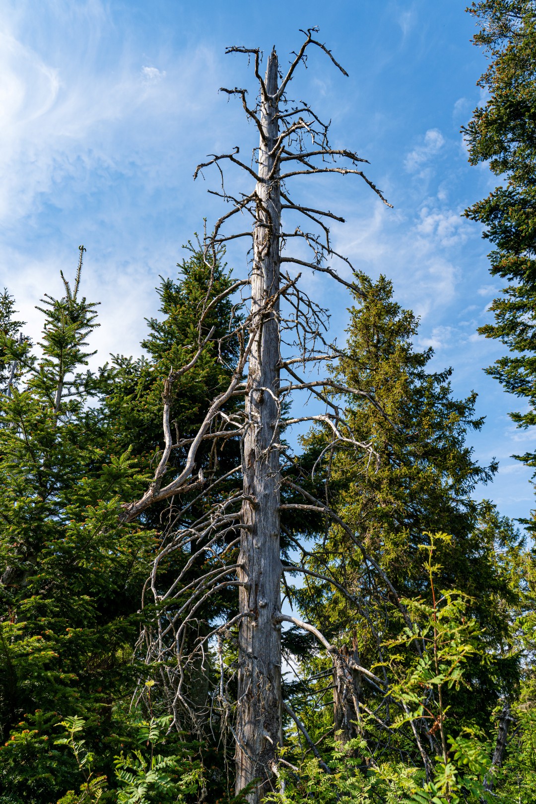 dead tree standing in the forest