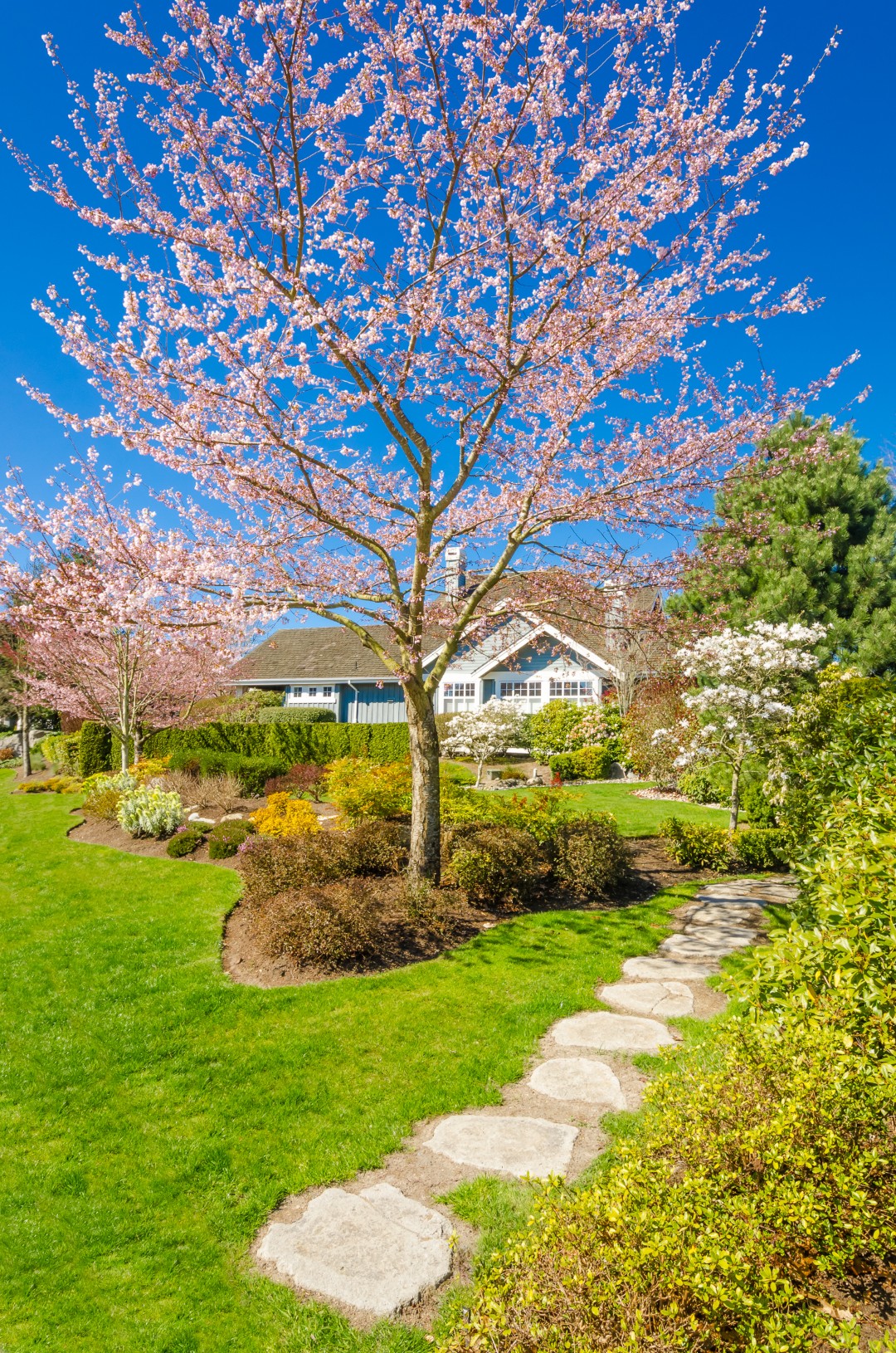 picture of a beautiful yard with trees, shrubs, grass, and stepping stones