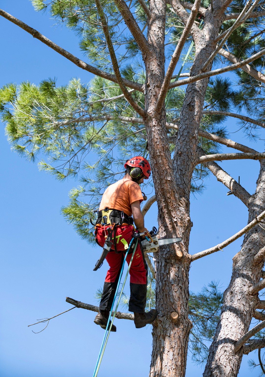 Lumberjack with chainsaw and harness pruning a tree