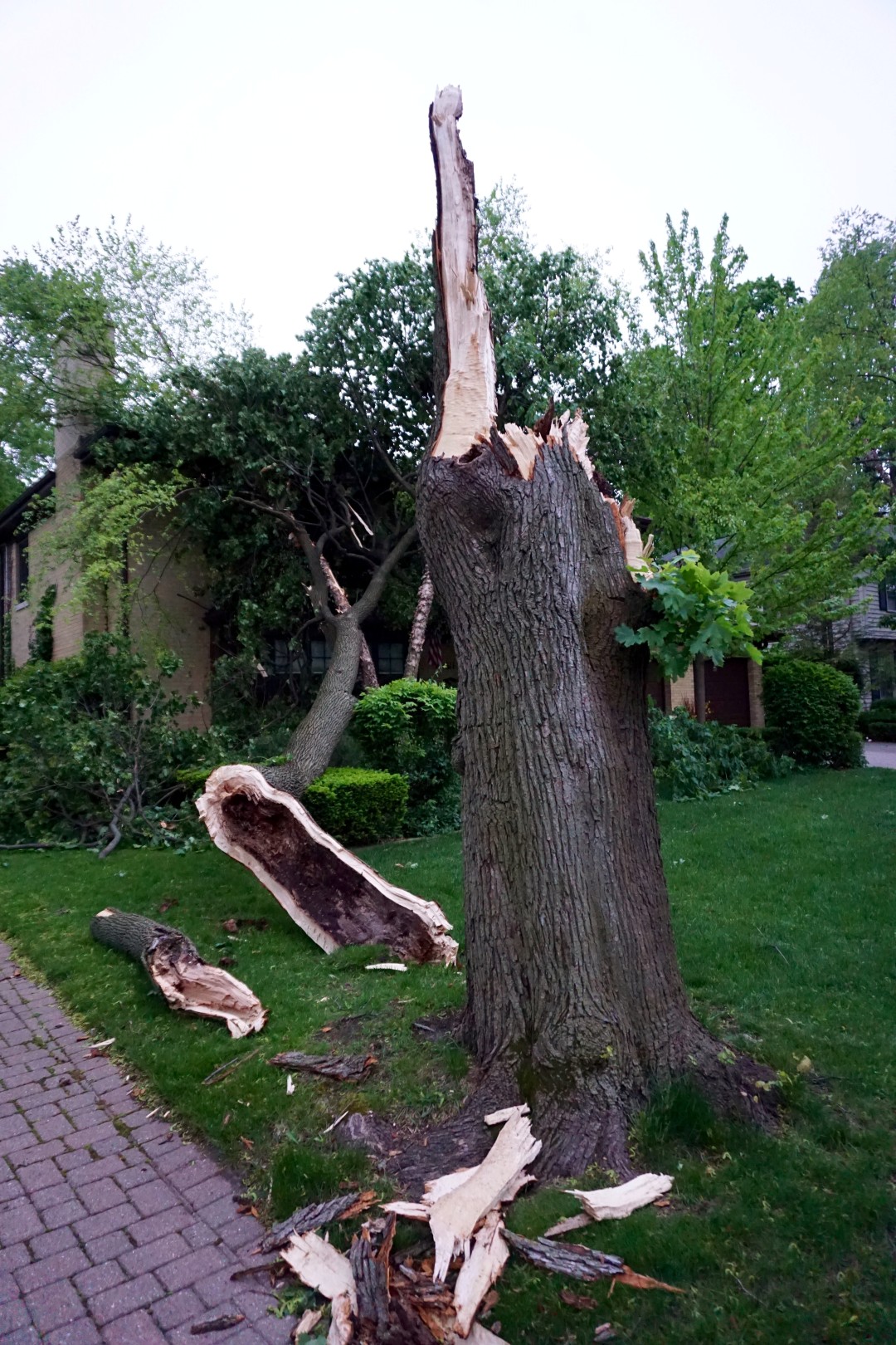 tree heavily damaged after a storm