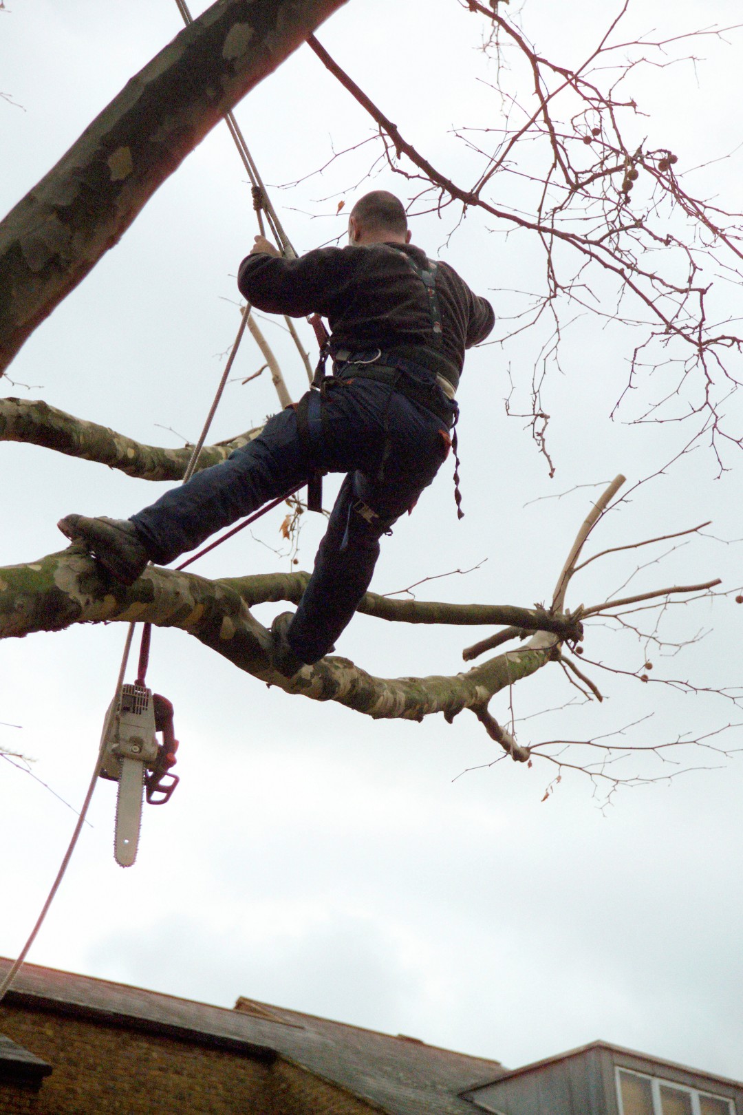 Tree surgeon trimming a tree